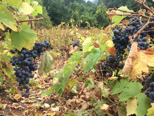 Making wine the old way in Bío-Bío