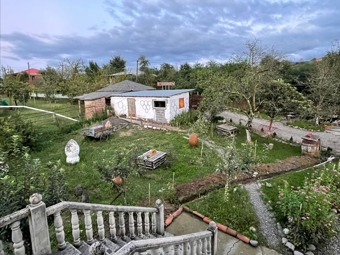 Harvest in the Cradle of Wine - Part Two