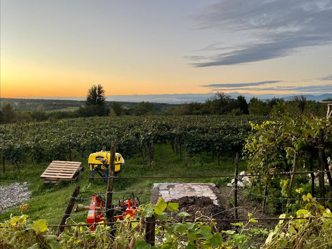 Harvest in the Cradle of Wine - Part One