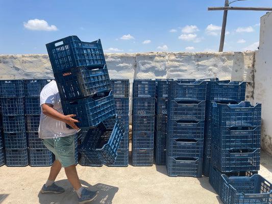 The Peru Harvest and TFWATH Quebranta 2023
