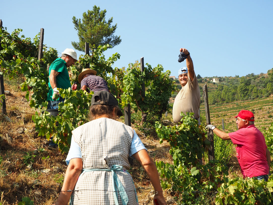 Real wine versus industrial wine