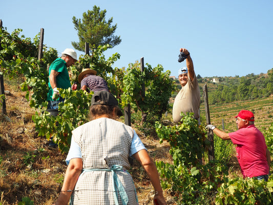 Real Wine Versus Industrial Wine